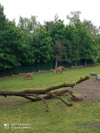 Polsko Wroclaw a zoo