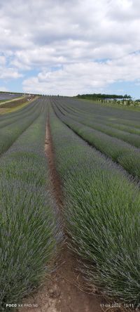 Levandulová farma